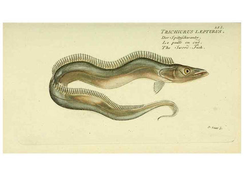 Reproducción/Reproduction 49825980851: D. Marcus Elieser Bloch's, ausübenden Arztes zu Berlin ... Oeconomische Naturgeschichte der Fische Deutschlands .... Berlin :Auf Kosten des Verfassers und in Commission bei dem Buchhändler Hr. Hesse,1782-1795.. 