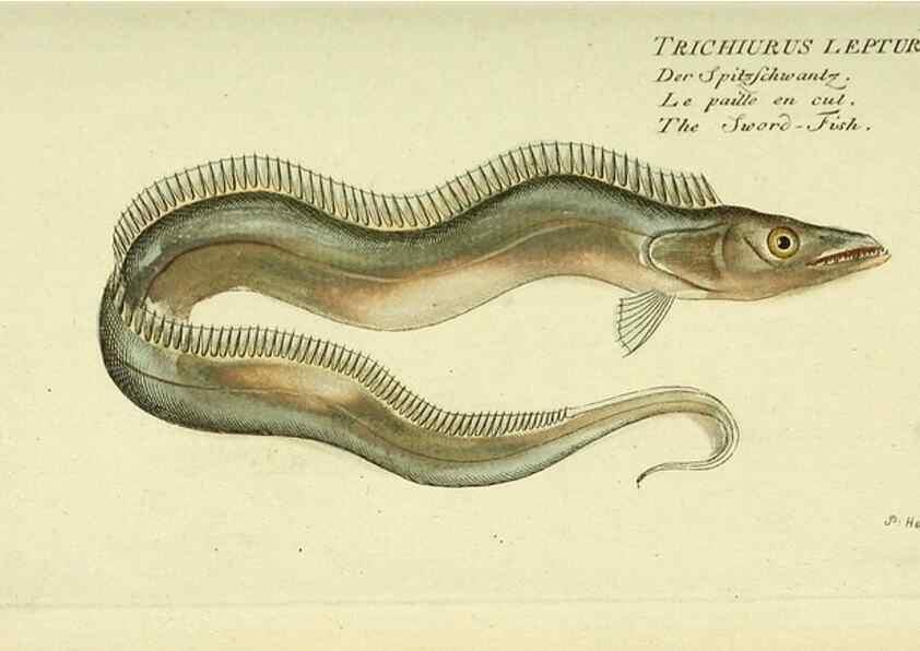 Reproducción/Reproduction 49825980851: D. Marcus Elieser Bloch's, ausübenden Arztes zu Berlin ... Oeconomische Naturgeschichte der Fische Deutschlands .... Berlin :Auf Kosten des Verfassers und in Commission bei dem Buchhändler Hr. Hesse,1782-1795.. 