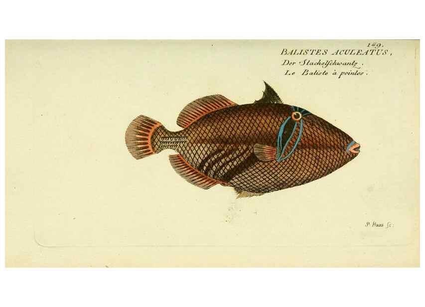 Reproducción/Reproduction 49826294162: D. Marcus Elieser Bloch's, ausübenden Arztes zu Berlin ... Oeconomische Naturgeschichte der Fische Deutschlands .... Berlin :Auf Kosten des Verfassers und in Commission bei dem Buchhändler Hr. Hesse,1782-1795.. 