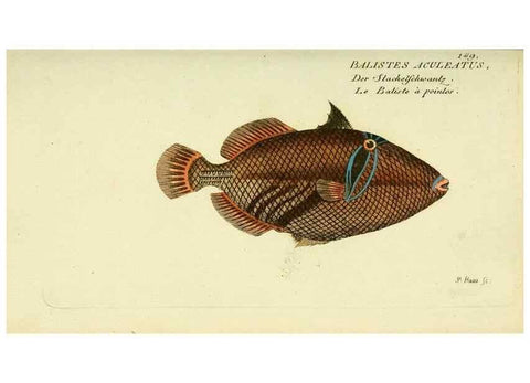 Reproducción/Reproduction 49826294162: D. Marcus Elieser Bloch's, ausübenden Arztes zu Berlin ... Oeconomische Naturgeschichte der Fische Deutschlands .... Berlin :Auf Kosten des Verfassers und in Commission bei dem Buchhändler Hr. Hesse,1782-1795.. 