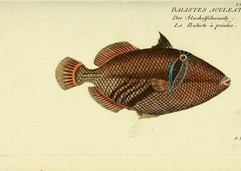 Reproducción/Reproduction 49826294162: D. Marcus Elieser Bloch's, ausübenden Arztes zu Berlin ... Oeconomische Naturgeschichte der Fische Deutschlands .... Berlin :Auf Kosten des Verfassers und in Commission bei dem Buchhändler Hr. Hesse,1782-1795.. 
