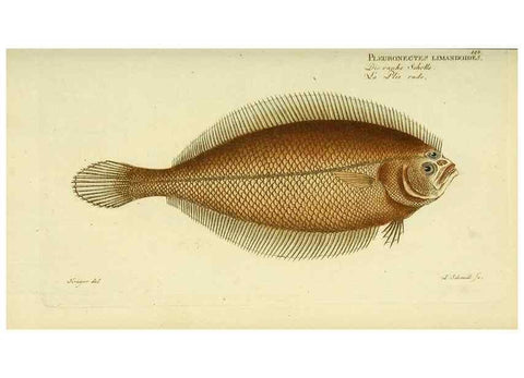 Reproducción/Reproduction 49825460033: D. Marcus Elieser Bloch's, ausübenden Arztes zu Berlin ... Oeconomische Naturgeschichte der Fische Deutschlands .... Berlin :Auf Kosten des Verfassers und in Commission bei dem Buchhändler Hr. Hesse,1782-1795.. 