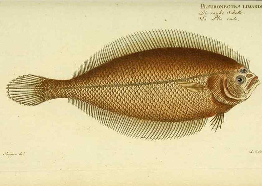 Reproducción/Reproduction 49825460033: D. Marcus Elieser Bloch's, ausübenden Arztes zu Berlin ... Oeconomische Naturgeschichte der Fische Deutschlands .... Berlin :Auf Kosten des Verfassers und in Commission bei dem Buchhändler Hr. Hesse,1782-1795.. 