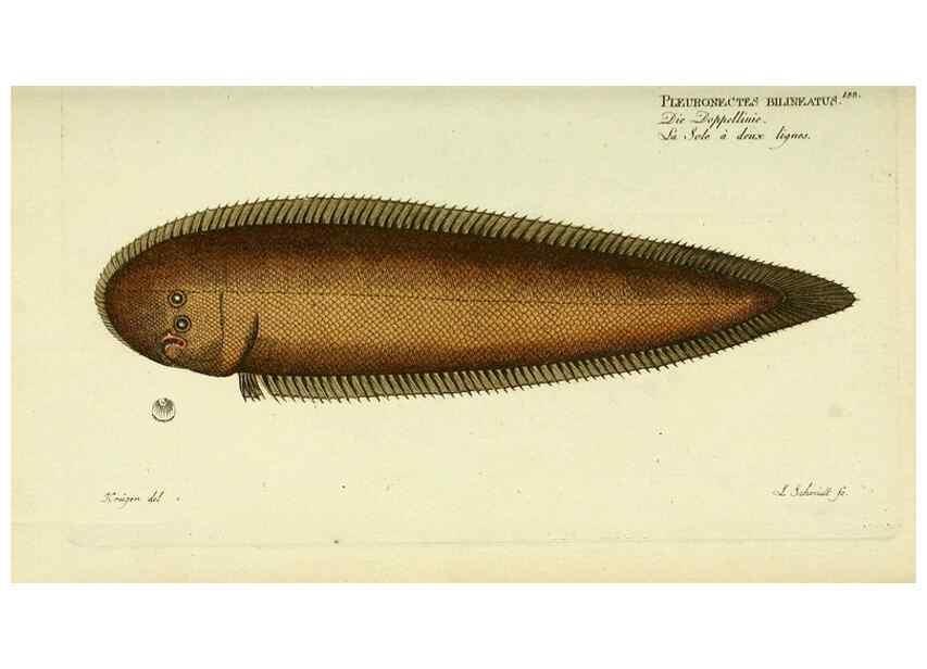 Reproducción/Reproduction 49825460848: D. Marcus Elieser Bloch's, ausübenden Arztes zu Berlin ... Oeconomische Naturgeschichte der Fische Deutschlands .... Berlin :Auf Kosten des Verfassers und in Commission bei dem Buchhändler Hr. Hesse,1782-1795.. 