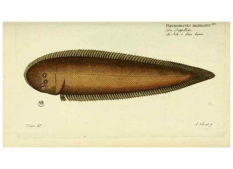 Reproducción/Reproduction 49825460848: D. Marcus Elieser Bloch's, ausübenden Arztes zu Berlin ... Oeconomische Naturgeschichte der Fische Deutschlands .... Berlin :Auf Kosten des Verfassers und in Commission bei dem Buchhändler Hr. Hesse,1782-1795.. 