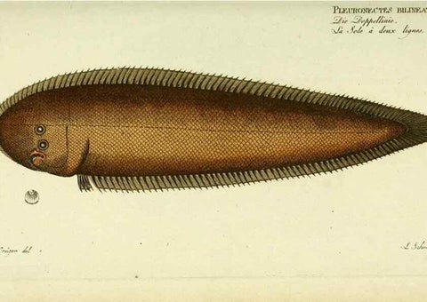 Reproducción/Reproduction 49825460848: D. Marcus Elieser Bloch's, ausübenden Arztes zu Berlin ... Oeconomische Naturgeschichte der Fische Deutschlands .... Berlin :Auf Kosten des Verfassers und in Commission bei dem Buchhändler Hr. Hesse,1782-1795.. 