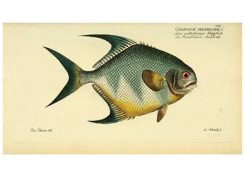 Reproducción/Reproduction 49826319997: D. Marcus Elieser Bloch's, ausübenden Arztes zu Berlin ... Oeconomische Naturgeschichte der Fische Deutschlands .... Berlin :Auf Kosten des Verfassers und in Commission bei dem Buchhändler Hr. Hesse,1782-1795.. 