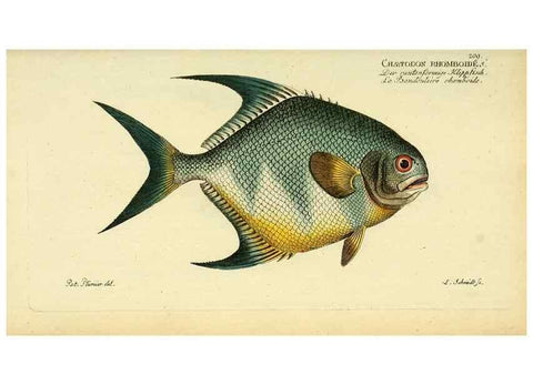 Reproducción/Reproduction 49826319997: D. Marcus Elieser Bloch's, ausübenden Arztes zu Berlin ... Oeconomische Naturgeschichte der Fische Deutschlands .... Berlin :Auf Kosten des Verfassers und in Commission bei dem Buchhändler Hr. Hesse,1782-1795.. 