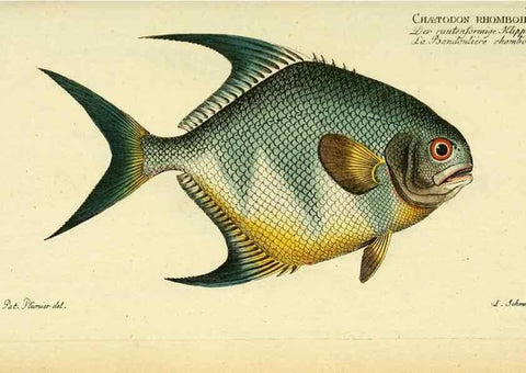 Reproducción/Reproduction 49826319997: D. Marcus Elieser Bloch's, ausübenden Arztes zu Berlin ... Oeconomische Naturgeschichte der Fische Deutschlands .... Berlin :Auf Kosten des Verfassers und in Commission bei dem Buchhändler Hr. Hesse,1782-1795.. 