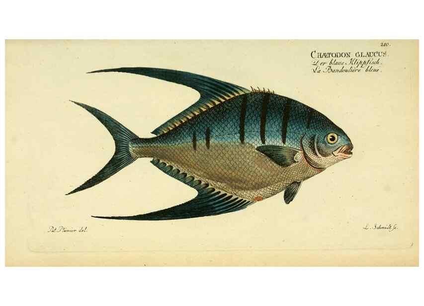 Reproducción/Reproduction 49826320257: D. Marcus Elieser Bloch's, ausübenden Arztes zu Berlin ... Oeconomische Naturgeschichte der Fische Deutschlands .... Berlin :Auf Kosten des Verfassers und in Commission bei dem Buchhändler Hr. Hesse,1782-1795.. 