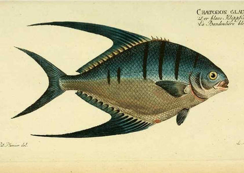 Reproducción/Reproduction 49826320257: D. Marcus Elieser Bloch's, ausübenden Arztes zu Berlin ... Oeconomische Naturgeschichte der Fische Deutschlands .... Berlin :Auf Kosten des Verfassers und in Commission bei dem Buchhändler Hr. Hesse,1782-1795.. 