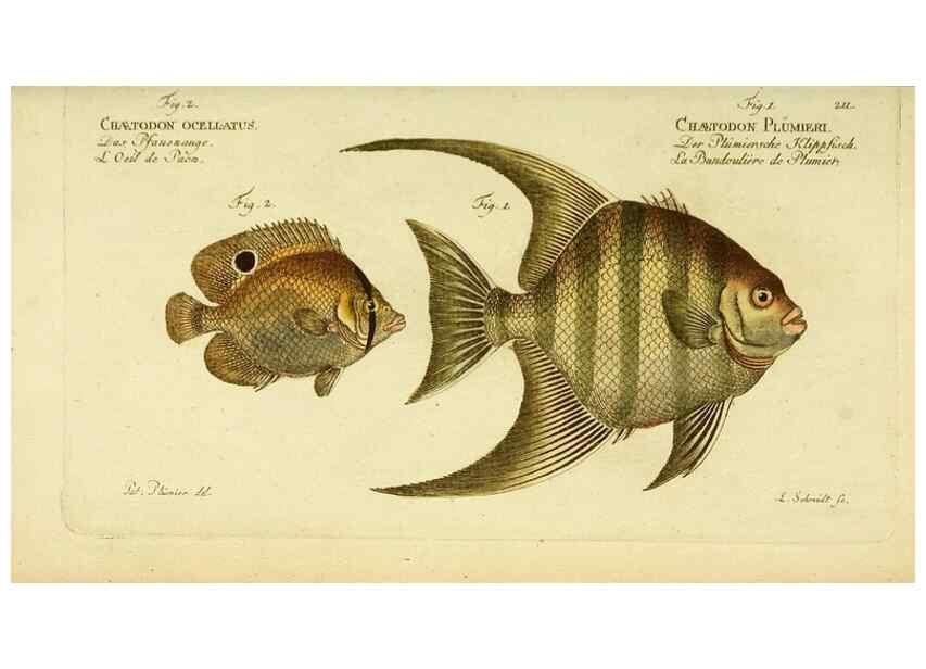 Reproducción/Reproduction 49826002501: D. Marcus Elieser Bloch's, ausübenden Arztes zu Berlin ... Oeconomische Naturgeschichte der Fische Deutschlands .... Berlin :Auf Kosten des Verfassers und in Commission bei dem Buchhändler Hr. Hesse,1782-1795.. 