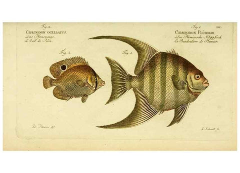 Reproducción/Reproduction 49826002501: D. Marcus Elieser Bloch's, ausübenden Arztes zu Berlin ... Oeconomische Naturgeschichte der Fische Deutschlands .... Berlin :Auf Kosten des Verfassers und in Commission bei dem Buchhändler Hr. Hesse,1782-1795.. 