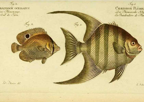 Reproducción/Reproduction 49826002501: D. Marcus Elieser Bloch's, ausübenden Arztes zu Berlin ... Oeconomische Naturgeschichte der Fische Deutschlands .... Berlin :Auf Kosten des Verfassers und in Commission bei dem Buchhändler Hr. Hesse,1782-1795.. 
