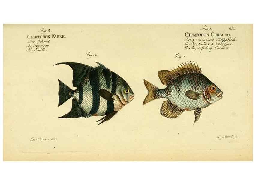 Reproducción/Reproduction 49826321042: D. Marcus Elieser Bloch's, ausübenden Arztes zu Berlin ... Oeconomische Naturgeschichte der Fische Deutschlands .... Berlin :Auf Kosten des Verfassers und in Commission bei dem Buchhändler Hr. Hesse,1782-1795.. 
