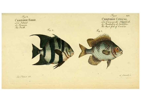 Reproducción/Reproduction 49826321042: D. Marcus Elieser Bloch's, ausübenden Arztes zu Berlin ... Oeconomische Naturgeschichte der Fische Deutschlands .... Berlin :Auf Kosten des Verfassers und in Commission bei dem Buchhändler Hr. Hesse,1782-1795.. 