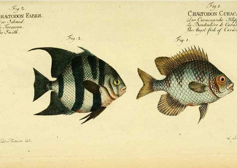 Reproducción/Reproduction 49826321042: D. Marcus Elieser Bloch's, ausübenden Arztes zu Berlin ... Oeconomische Naturgeschichte der Fische Deutschlands .... Berlin :Auf Kosten des Verfassers und in Commission bei dem Buchhändler Hr. Hesse,1782-1795.. 