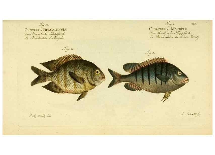 Reproducción/Reproduction 49825470433: D. Marcus Elieser Bloch's, ausübenden Arztes zu Berlin ... Oeconomische Naturgeschichte der Fische Deutschlands .... Berlin :Auf Kosten des Verfassers und in Commission bei dem Buchhändler Hr. Hesse,1782-1795.. 