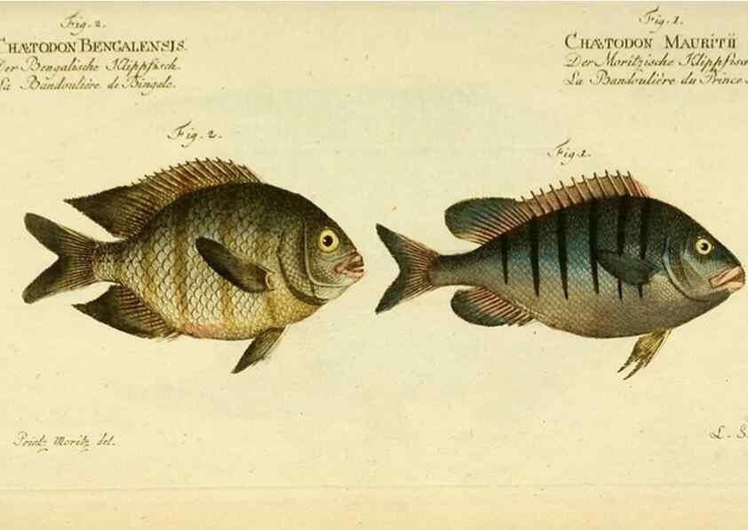 Reproducción/Reproduction 49825470433: D. Marcus Elieser Bloch's, ausübenden Arztes zu Berlin ... Oeconomische Naturgeschichte der Fische Deutschlands .... Berlin :Auf Kosten des Verfassers und in Commission bei dem Buchhändler Hr. Hesse,1782-1795.. 