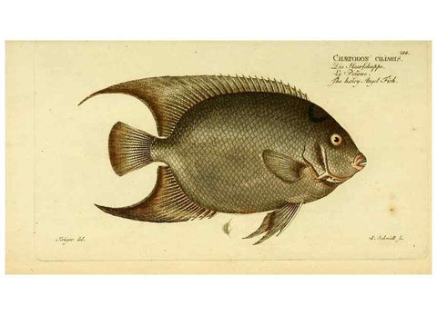 Reproducción/Reproduction 49825470873: D. Marcus Elieser Bloch's, ausübenden Arztes zu Berlin ... Oeconomische Naturgeschichte der Fische Deutschlands .... Berlin :Auf Kosten des Verfassers und in Commission bei dem Buchhändler Hr. Hesse,1782-1795.. 