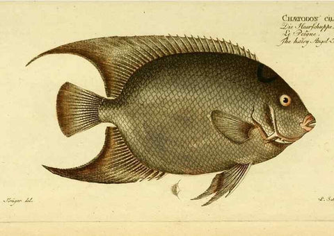Reproducción/Reproduction 49825470873: D. Marcus Elieser Bloch's, ausübenden Arztes zu Berlin ... Oeconomische Naturgeschichte der Fische Deutschlands .... Berlin :Auf Kosten des Verfassers und in Commission bei dem Buchhändler Hr. Hesse,1782-1795.. 