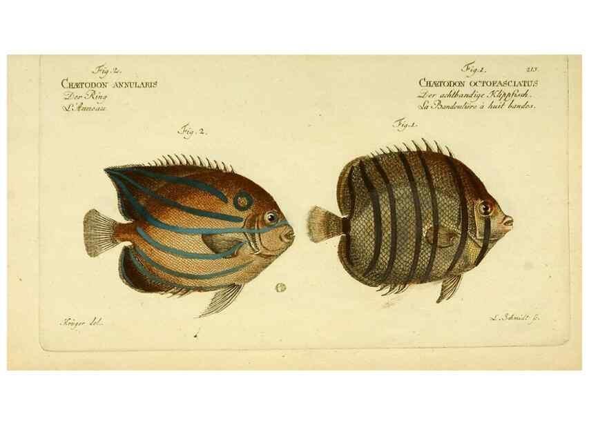 Reproducción/Reproduction 49826003756: D. Marcus Elieser Bloch's, ausübenden Arztes zu Berlin ... Oeconomische Naturgeschichte der Fische Deutschlands .... Berlin :Auf Kosten des Verfassers und in Commission bei dem Buchhändler Hr. Hesse,1782-1795.. 
