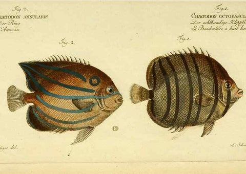 Reproducción/Reproduction 49826003756: D. Marcus Elieser Bloch's, ausübenden Arztes zu Berlin ... Oeconomische Naturgeschichte der Fische Deutschlands .... Berlin :Auf Kosten des Verfassers und in Commission bei dem Buchhändler Hr. Hesse,1782-1795.. 