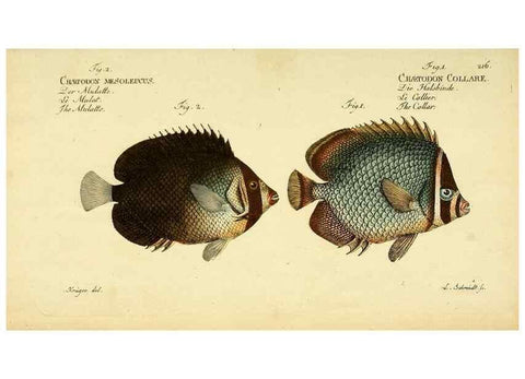 Reproducción/Reproduction 49826322472: D. Marcus Elieser Bloch's, ausübenden Arztes zu Berlin ... Oeconomische Naturgeschichte der Fische Deutschlands .... Berlin :Auf Kosten des Verfassers und in Commission bei dem Buchhändler Hr. Hesse,1782-1795.. 