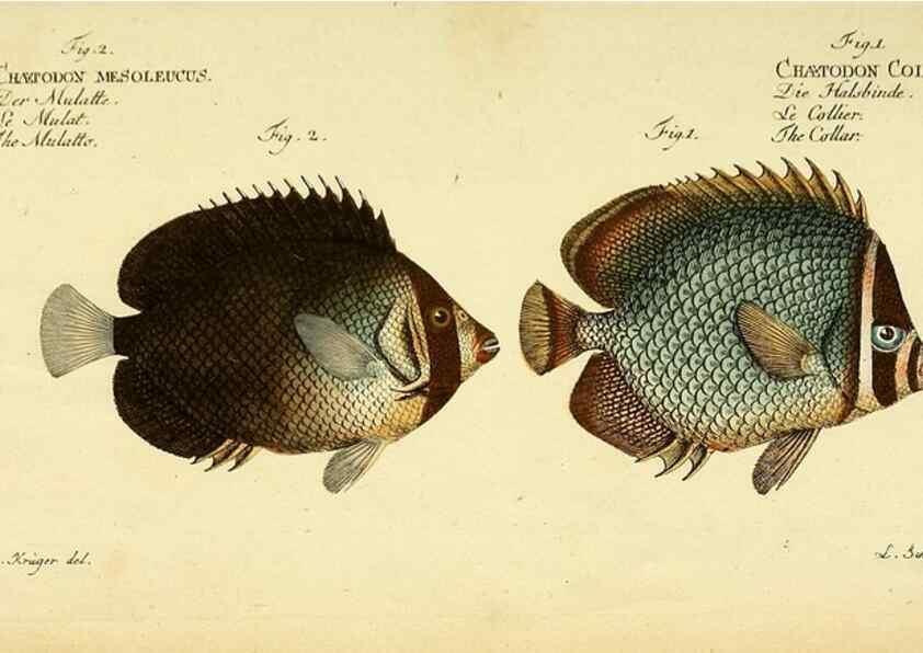 Reproducción/Reproduction 49826322472: D. Marcus Elieser Bloch's, ausübenden Arztes zu Berlin ... Oeconomische Naturgeschichte der Fische Deutschlands .... Berlin :Auf Kosten des Verfassers und in Commission bei dem Buchhändler Hr. Hesse,1782-1795.. 