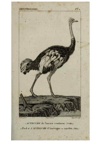 Reproducción/Reproduction 49826675412: Traité d'ornithologie, ou, Tableau méthodique des ordres, sous-ordres, familles, tribus, genres, sous-genres et races d'oiseaux :. Bruxelles :Chez F.G. Levrault ;1831.. 