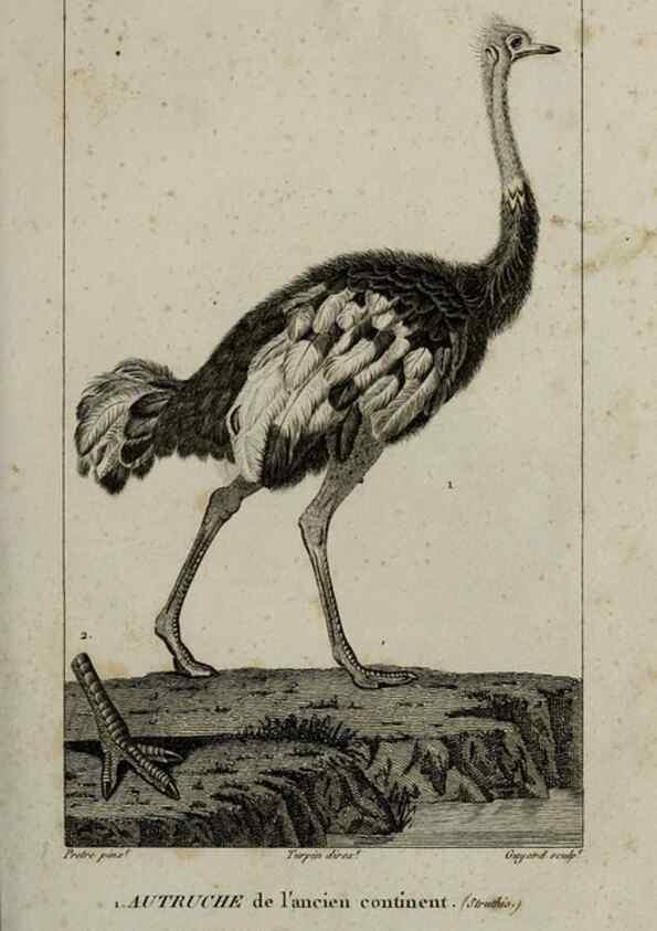 Reproducción/Reproduction 49826675412: Traité d'ornithologie, ou, Tableau méthodique des ordres, sous-ordres, familles, tribus, genres, sous-genres et races d'oiseaux :. Bruxelles :Chez F.G. Levrault ;1831.. 