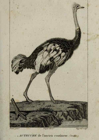 Reproducción/Reproduction 49826675412: Traité d'ornithologie, ou, Tableau méthodique des ordres, sous-ordres, familles, tribus, genres, sous-genres et races d'oiseaux :. Bruxelles :Chez F.G. Levrault ;1831.. 