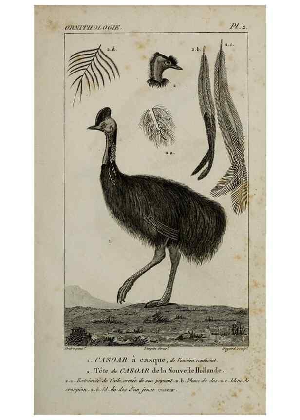 Reproducción/Reproduction 49826675897: Traité d'ornithologie, ou, Tableau méthodique des ordres, sous-ordres, familles, tribus, genres, sous-genres et races d'oiseaux :. Bruxelles :Chez F.G. Levrault ;1831.. 