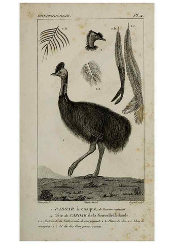 Reproducción/Reproduction 49826675897: Traité d'ornithologie, ou, Tableau méthodique des ordres, sous-ordres, familles, tribus, genres, sous-genres et races d'oiseaux :. Bruxelles :Chez F.G. Levrault ;1831.. 