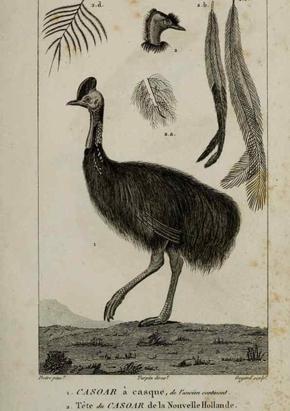 Reproducción/Reproduction 49826675897: Traité d'ornithologie, ou, Tableau méthodique des ordres, sous-ordres, familles, tribus, genres, sous-genres et races d'oiseaux :. Bruxelles :Chez F.G. Levrault ;1831.. 