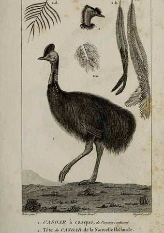 Reproducción/Reproduction 49826675897: Traité d'ornithologie, ou, Tableau méthodique des ordres, sous-ordres, familles, tribus, genres, sous-genres et races d'oiseaux :. Bruxelles :Chez F.G. Levrault ;1831.. 