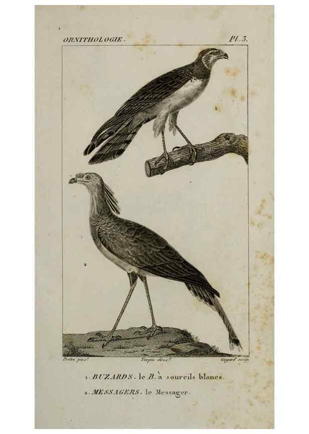 Reproducción/Reproduction 49825826163: Traité d'ornithologie, ou, Tableau méthodique des ordres, sous-ordres, familles, tribus, genres, sous-genres et races d'oiseaux :. Bruxelles :Chez F.G. Levrault ;1831.. 