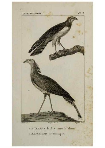 Reproducción/Reproduction 49825826163: Traité d'ornithologie, ou, Tableau méthodique des ordres, sous-ordres, familles, tribus, genres, sous-genres et races d'oiseaux :. Bruxelles :Chez F.G. Levrault ;1831.. 