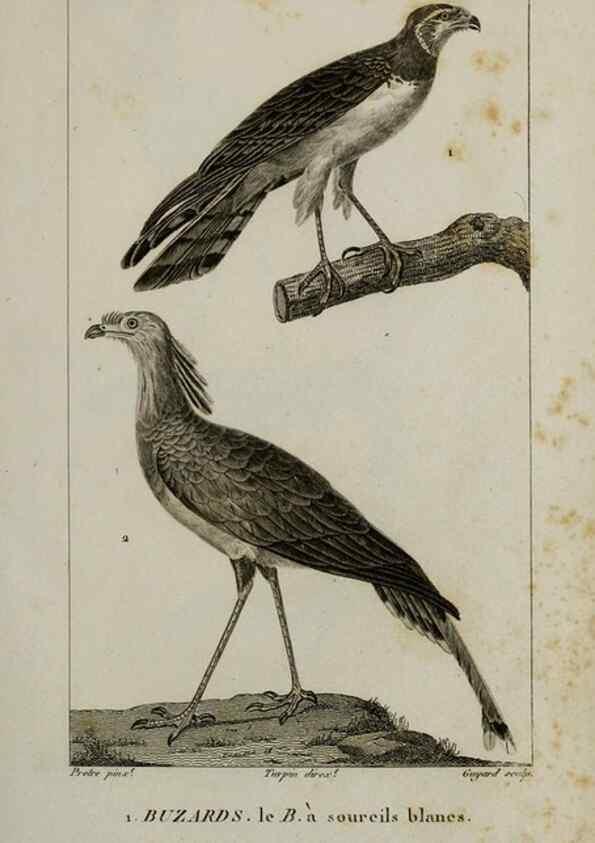 Reproducción/Reproduction 49825826163: Traité d'ornithologie, ou, Tableau méthodique des ordres, sous-ordres, familles, tribus, genres, sous-genres et races d'oiseaux :. Bruxelles :Chez F.G. Levrault ;1831.. 