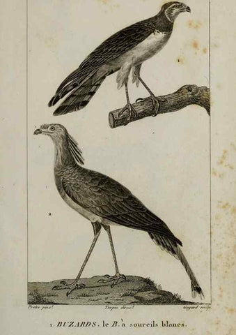 Reproducción/Reproduction 49825826163: Traité d'ornithologie, ou, Tableau méthodique des ordres, sous-ordres, familles, tribus, genres, sous-genres et races d'oiseaux :. Bruxelles :Chez F.G. Levrault ;1831.. 