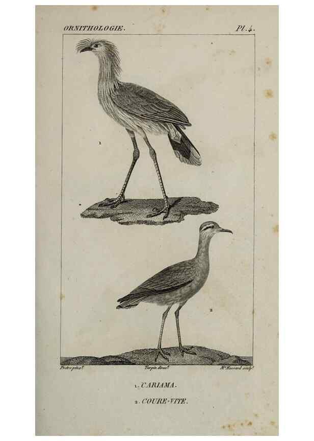 Reproducción/Reproduction 49826358956: Traité d'ornithologie, ou, Tableau méthodique des ordres, sous-ordres, familles, tribus, genres, sous-genres et races d'oiseaux :. Bruxelles :Chez F.G. Levrault ;1831.. 