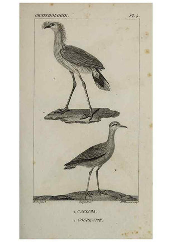Reproducción/Reproduction 49826358956: Traité d'ornithologie, ou, Tableau méthodique des ordres, sous-ordres, familles, tribus, genres, sous-genres et races d'oiseaux :. Bruxelles :Chez F.G. Levrault ;1831.. 
