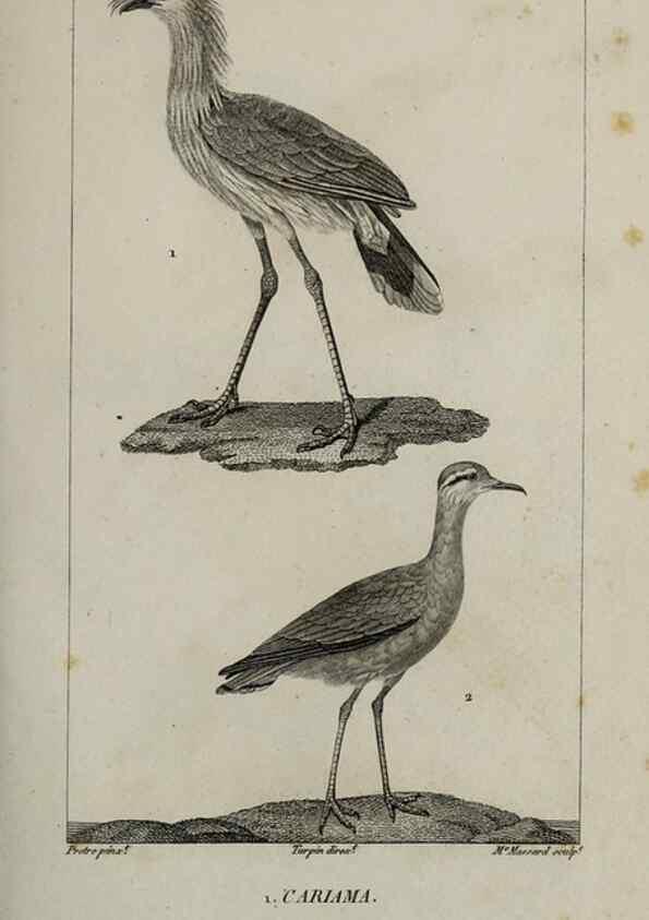 Reproducción/Reproduction 49826358956: Traité d'ornithologie, ou, Tableau méthodique des ordres, sous-ordres, familles, tribus, genres, sous-genres et races d'oiseaux :. Bruxelles :Chez F.G. Levrault ;1831.. 