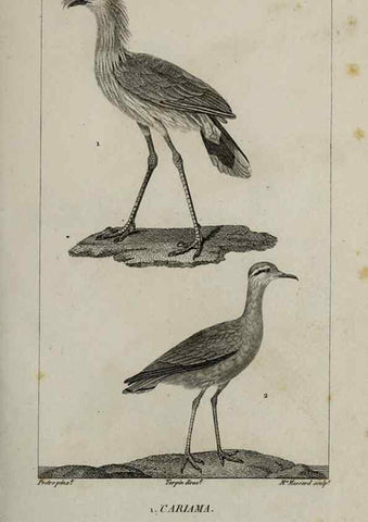 Reproducción/Reproduction 49826358956: Traité d'ornithologie, ou, Tableau méthodique des ordres, sous-ordres, familles, tribus, genres, sous-genres et races d'oiseaux :. Bruxelles :Chez F.G. Levrault ;1831.. 