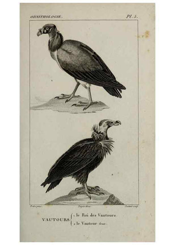 Reproducción/Reproduction 49826677087: Traité d'ornithologie, ou, Tableau méthodique des ordres, sous-ordres, familles, tribus, genres, sous-genres et races d'oiseaux :. Bruxelles :Chez F.G. Levrault ;1831.. 
