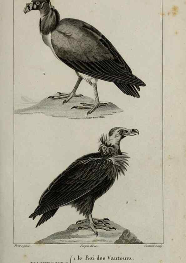 Reproducción/Reproduction 49826677087: Traité d'ornithologie, ou, Tableau méthodique des ordres, sous-ordres, familles, tribus, genres, sous-genres et races d'oiseaux :. Bruxelles :Chez F.G. Levrault ;1831.. 