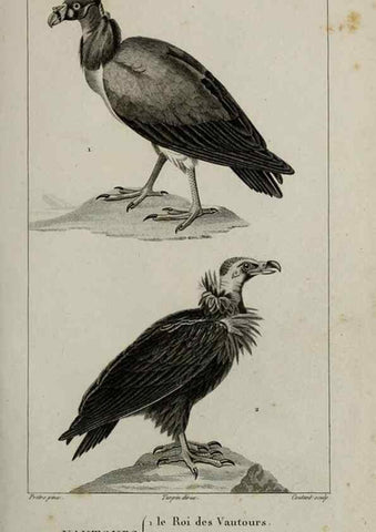 Reproducción/Reproduction 49826677087: Traité d'ornithologie, ou, Tableau méthodique des ordres, sous-ordres, familles, tribus, genres, sous-genres et races d'oiseaux :. Bruxelles :Chez F.G. Levrault ;1831.. 