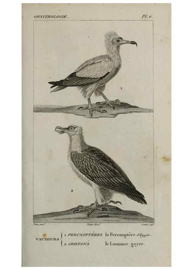 Reproducción/Reproduction 49826359766: Traité d'ornithologie, ou, Tableau méthodique des ordres, sous-ordres, familles, tribus, genres, sous-genres et races d'oiseaux :. Bruxelles :Chez F.G. Levrault ;1831.. 