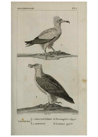 Reproducción/Reproduction 49826359766: Traité d'ornithologie, ou, Tableau méthodique des ordres, sous-ordres, familles, tribus, genres, sous-genres et races d'oiseaux :. Bruxelles :Chez F.G. Levrault ;1831.. 