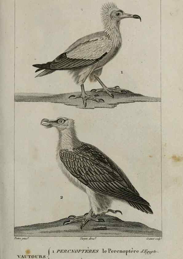 Reproducción/Reproduction 49826359766: Traité d'ornithologie, ou, Tableau méthodique des ordres, sous-ordres, familles, tribus, genres, sous-genres et races d'oiseaux :. Bruxelles :Chez F.G. Levrault ;1831.. 